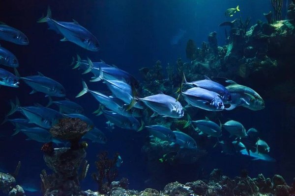 À la découverte de l'aquarium de La Rochelle